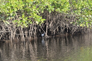 mangroves