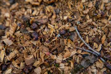 autumn foliage on the ground. leaves texture concept