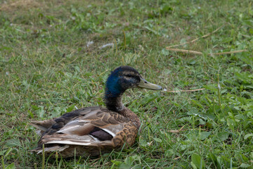 A brown duck with blue head on the green grass