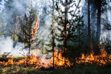 Forest brigade members fight a fire in Argentine Patagonia.