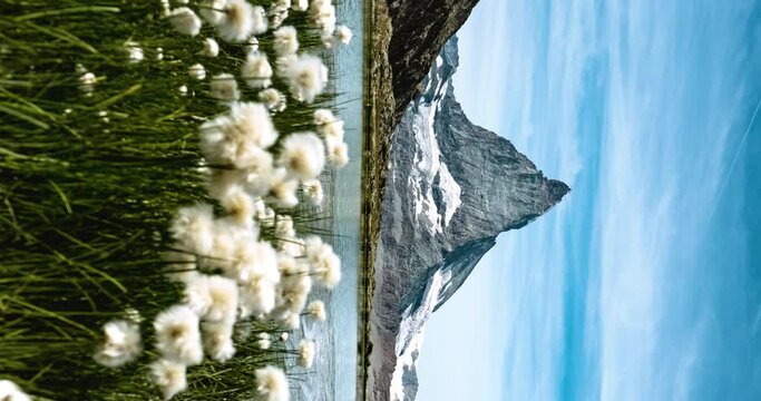 Vertical video - Matterhorn behind mountain flowers in Riffelsee Lake