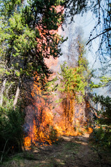 Forest brigade members fight a fire in Argentine Patagonia.