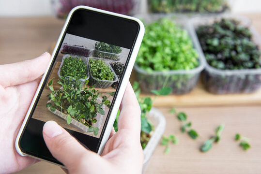 Woman takes pictures of  micro greens