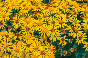 Rudbeckia hirta, black-eyed Susan yellow wild flowers 