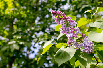 Branches of beautiful blossoming lilac.On a sunny spring day, lilac bushes bloomed in the garden.Purple lilac bush