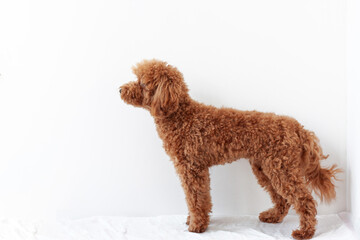 A miniature poodle stands sideways in a stand on a white background. The concept of pets dog training, grooming care
