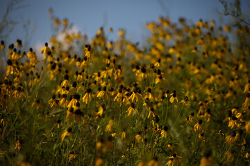 Obraz premium Field of yellow flowers