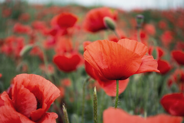 Beautiful poppy field. Wildflowers.