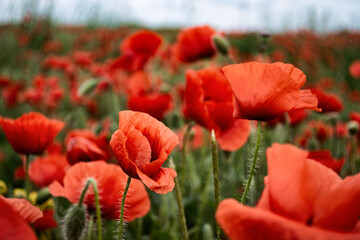 Beautiful poppy field. Wildflowers.