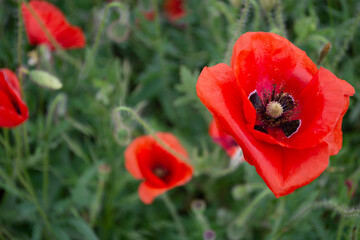 Beautiful poppy field. Wildflowers.