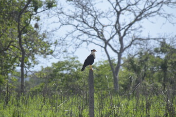 caracara