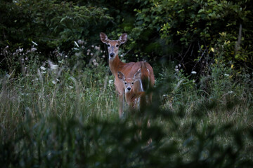 White tailed deer, doe and fawn