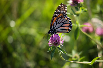 Monarch Butterfly on Purple Clover Flower