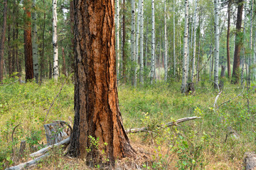 A forest of aspen and ponderosa pine  trees near Black Butte Ranch and Sisters in central Oregon