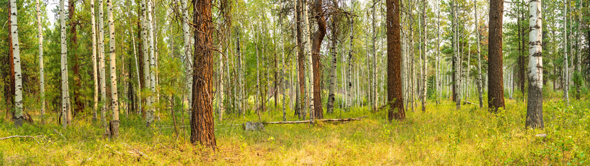 A panorama image of a forest of aspen and ponderosa pine  trees near Black Butte Ranch and Sisters...