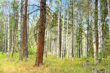 A forest of aspen and ponderosa pine  trees near Black Butte Ranch and Sisters in central Oregon