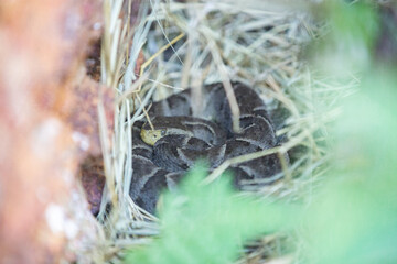 Jararaca snake ( bothops ) rolled up in a camouflage in dry hay