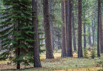 A forest of  fir and ponderoa pine  trees near Black Butte Ranch near Sisters in central Oregon