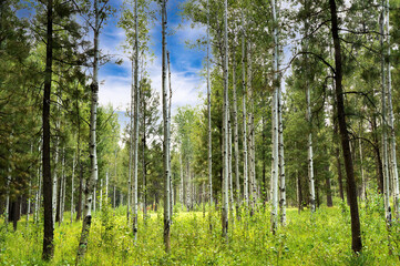 A forest of aspen trees near Black Butte Ranch near Sisters in central Oregon