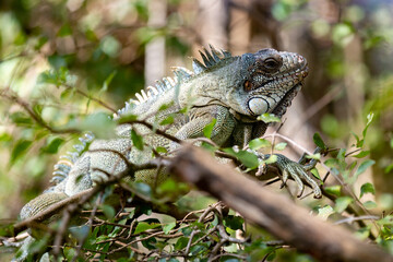 Green iguana on tree in closeup and selective focus ( Iguana iguana )