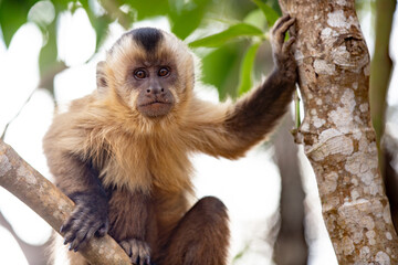 Fototapeta premium Capuchin monkey (Simia apella), on the branch of the tree holding it with the hands and looking to the side. Alone