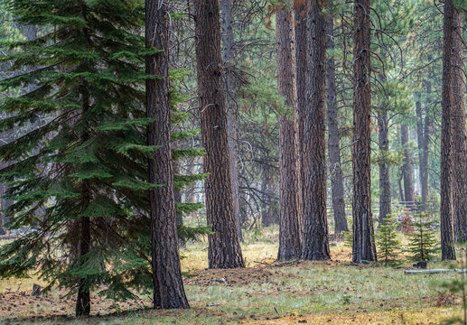 A forest of  fir and ponderoa pine  trees near Black Butte Ranch near Sisters in central Oregon