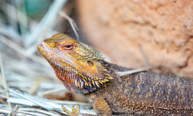Bearded dragon ( Pogona vitticeps ) in closeup in selective focus.