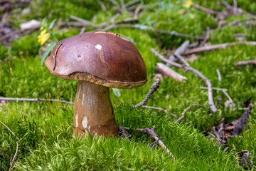 mushroom in the grass