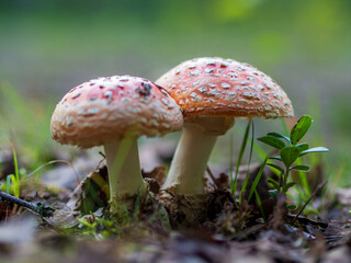 Fly-agaric in a forest, closeup photo