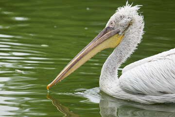 Parc des oiseaux