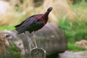 Parc des oiseaux