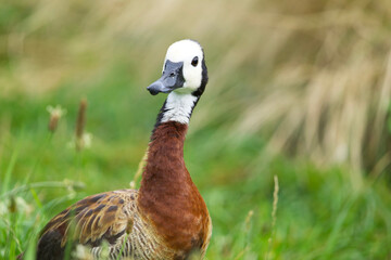 Parc des oiseaux