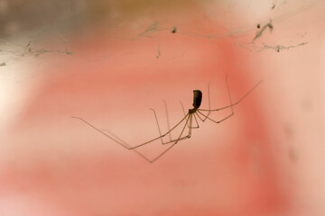 Cellar spider Pholcus phalangioides in close view