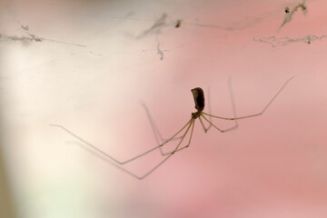 Cellar spider Pholcus phalangioides in close view