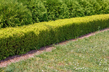 Square shaped green hedge cut fence separated from dry lawn with red granite chips