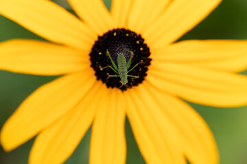 Phaneropteridae Speckled bush-cricket Leptophyes punctatissima on leaf