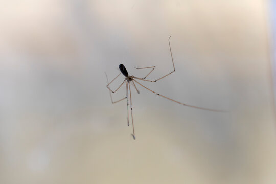 Cellar spider Pholcus phalangioides in close view