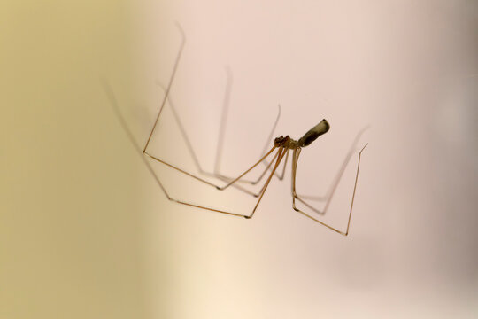 Cellar spider Pholcus phalangioides in close view