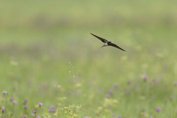 Barn Swallow Hirundo rustica in flight or perched