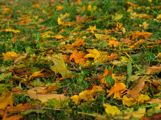 Colorful and bright background made of fallen autumn leaves