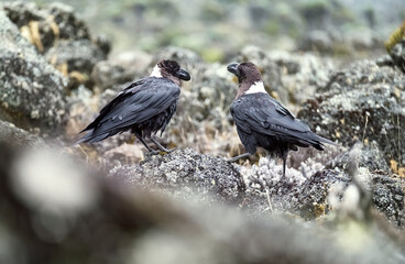 White-necked raven or Corvus albicollis - large birds couple on the volcanic cliffs ground on the Kilimanjaro cca 3900m altitude slopes. It is native to eastern and southern Africa.