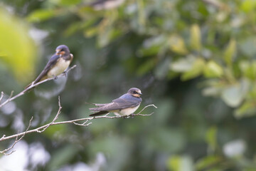 Barn Swallow Hirundo rustica in flight or perched