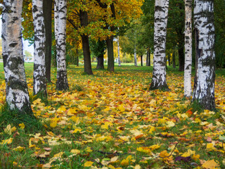 White fall birch trees with autumn leaves in background