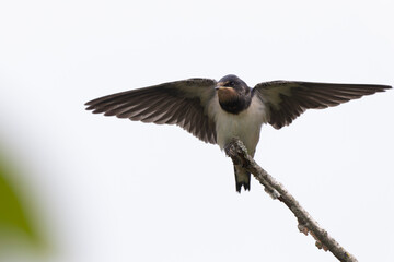 Barn Swallow Hirundo rustica in flight or perched