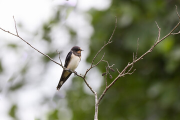 Barn Swallow Hirundo rustica in flight or perched