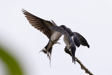 Barn Swallow Hirundo rustica in flight or perched