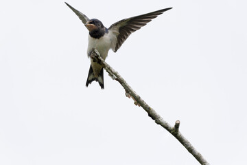 Barn Swallow Hirundo rustica in flight or perched