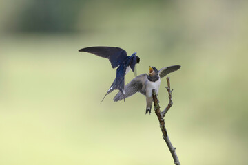 Barn Swallow Hirundo rustica in flight or perched