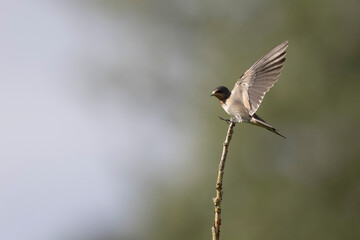 Barn Swallow Hirundo rustica in flight or perched