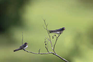 Barn Swallow Hirundo rustica in flight or perched